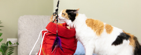 Котовник кошачий: что за растение