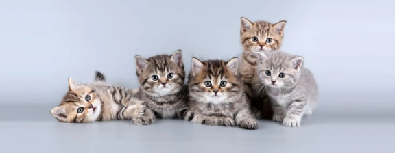 Классы кошек