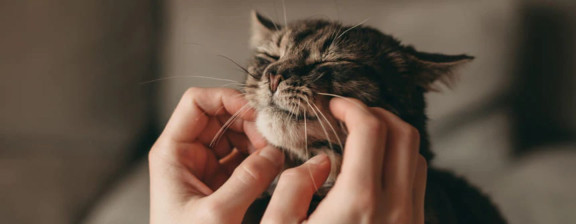 Почему кошки мурчат