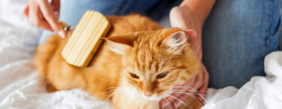 Шерсть кошек