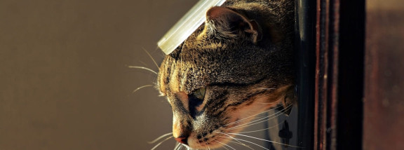 Кошка на улице