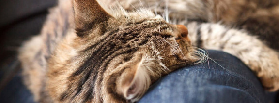 Кошки, которые лечат болезни