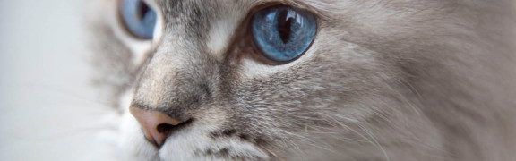невская кошка