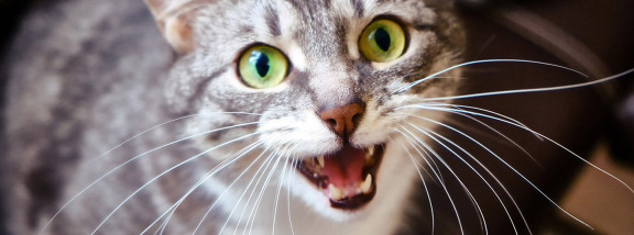 Кошачьи мяуканья: о чем говорят