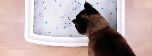 Как приучить кота к лотку