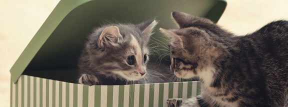 социализация котенка