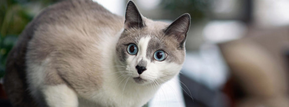 шесть кошачьих чувств