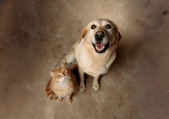 Cat and dog sitting on the floor and looking upwards