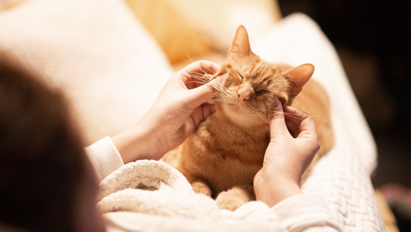 Woman pets a cat on a sofa