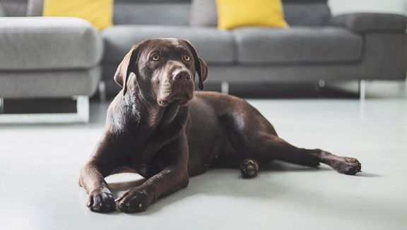 Young chocolate labrador laying on the floor