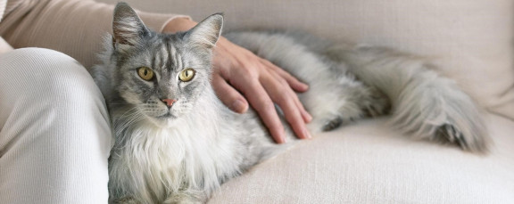 Хозяйка гладит кота