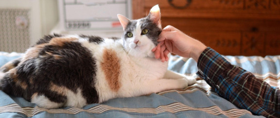 Хозяин гладит кошку