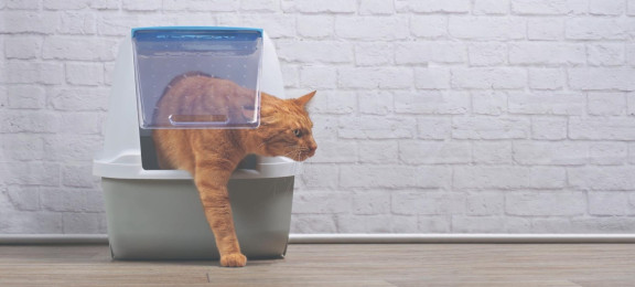 Понос у кота: что делать