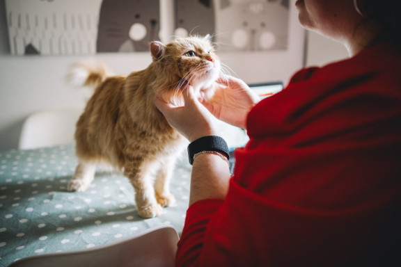 Man petting a cat