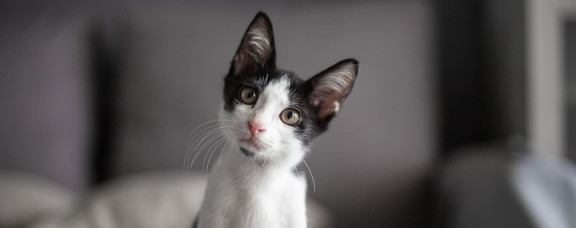 Что делать с котом с улицы