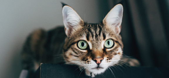 Как успокоить кота ночью