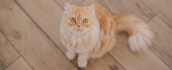 Стимулятор аппетита для кошек