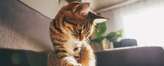 Как играть с котенком