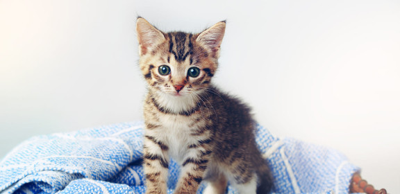 Котенок на фоне
