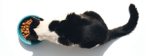Кот ест из миски