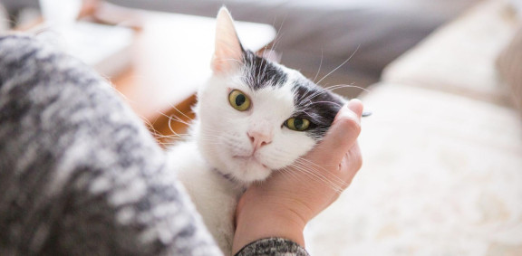 Кошка на руках хозяина