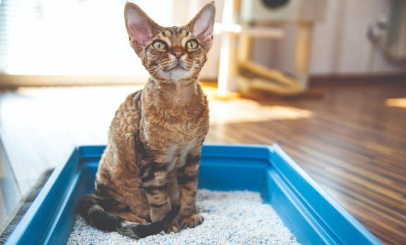 Котенок сидит в лотке