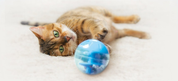 Кошка играет с мячиком