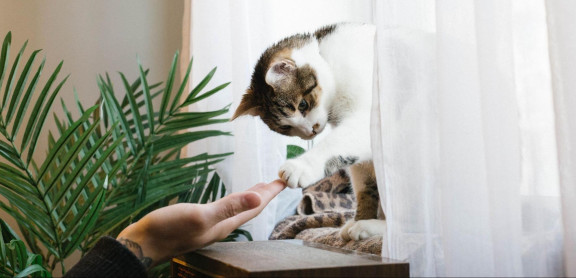 Кошка играет с хозяином на подоконнике