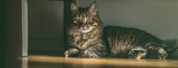 Сибирская кошка