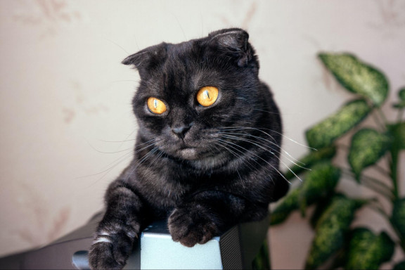 Кошка породы скотиш-фолд с желтыми глазами