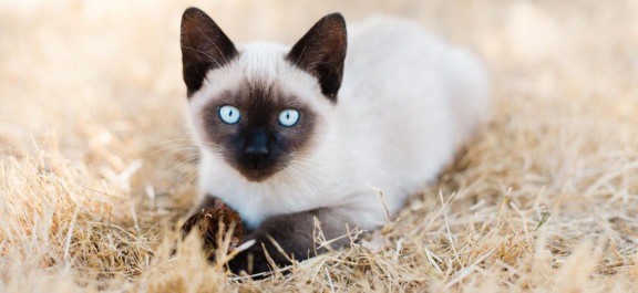 Сиамский котенок лежит на сене