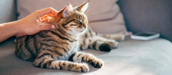 Клещ у кота: что делать хозяину