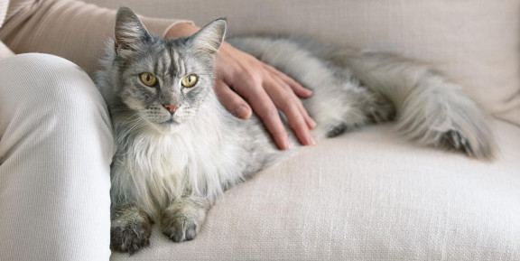 Кошка лежит на диване