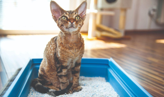 Кошка сидит в кошачьем лотке