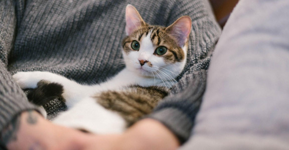 Кошку держат на руках
