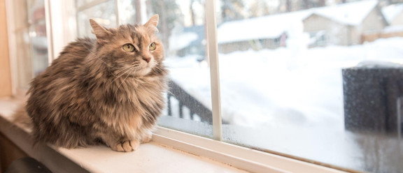 Кошка сидит на окне зимой