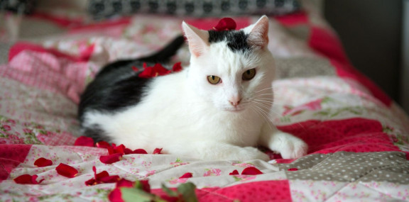 Кот играет с цветком