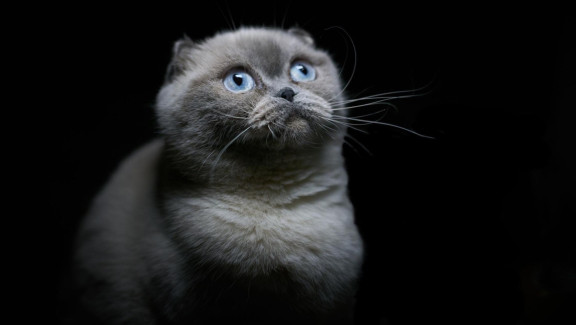 Скотиш-фолд