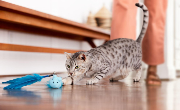 Кот играет на полу
