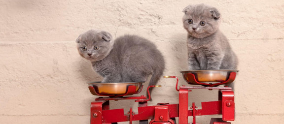 Скоттиш-фолд - котята