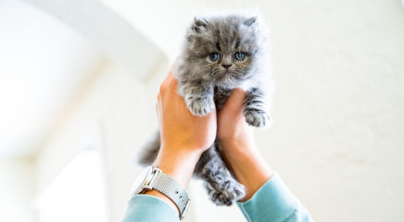 Котенок в руках человека