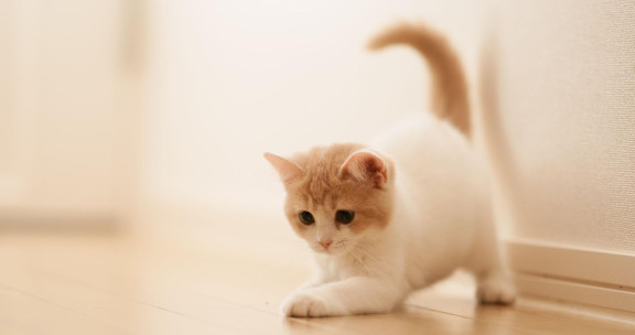 Можно ли играть с котом лазерной указкой