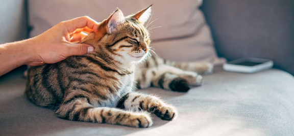 Течка у кошек