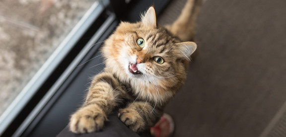 Почему кошка мяукает