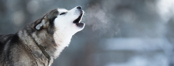 Почему собака воет