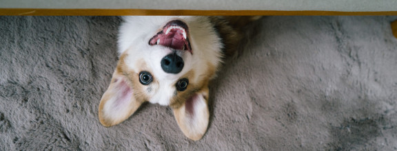 Смешные собаки