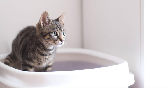 Зачем кошки метят территорию