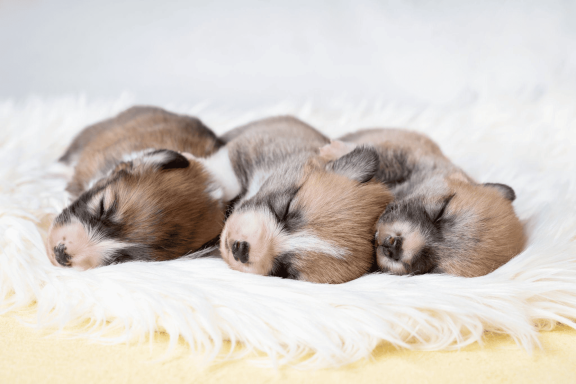 Когда щенки открывают глаза