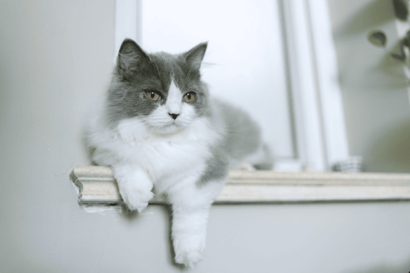 Породы кошек с короткими лапами