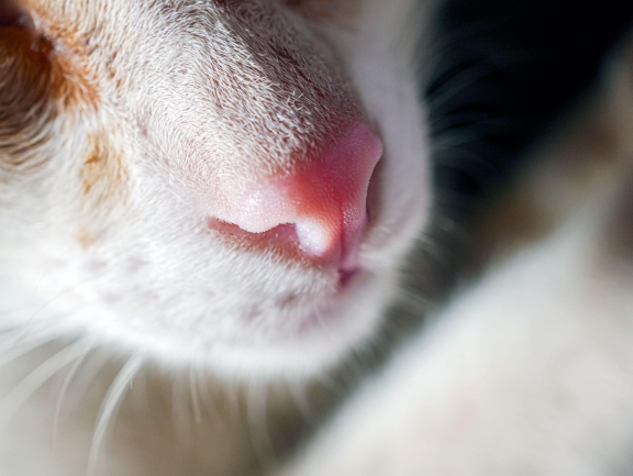 Сухой нос у кошки